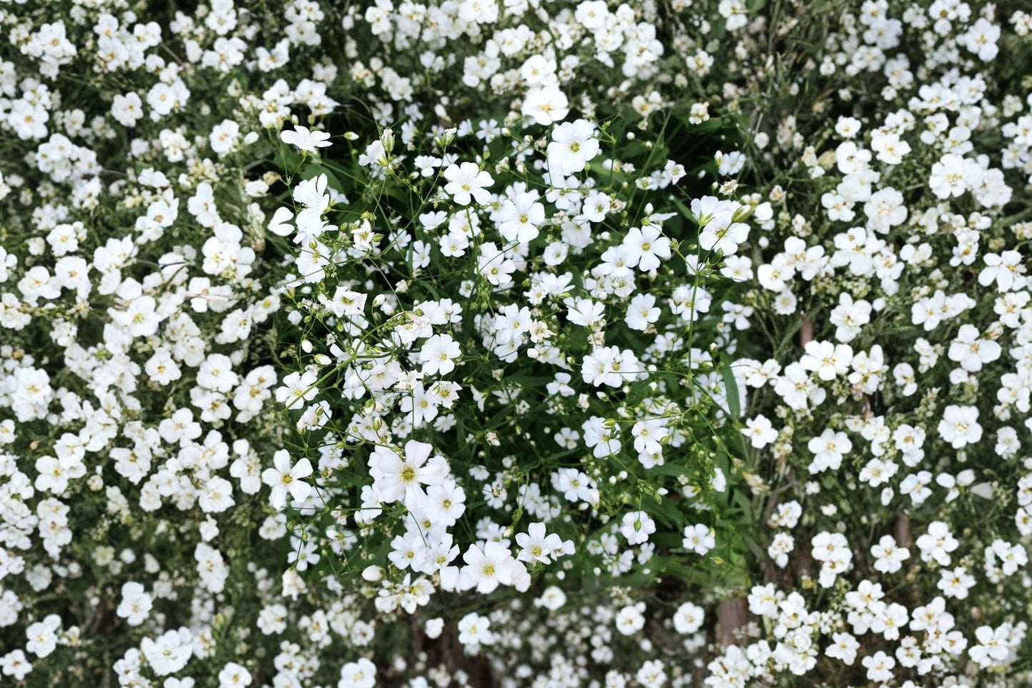 Covent Garden White Baby's Breath Seeds – Gypsophila elegans, Delicate Annual for Borders, Bouquets, Dried Flowers, 100 Seeds