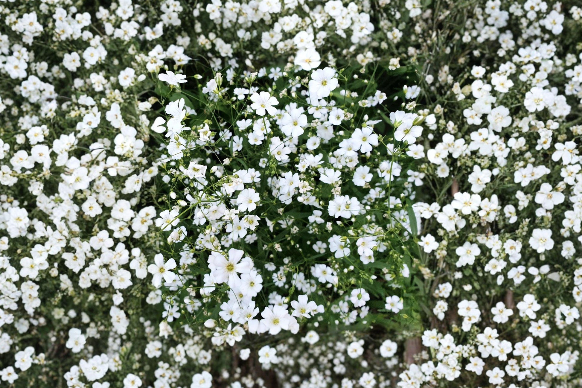 Covent Garden White Baby's Breath Seeds – Gypsophila elegans, Delicate Annual for Borders, Bouquets, Dried Flowers, 100 Seeds