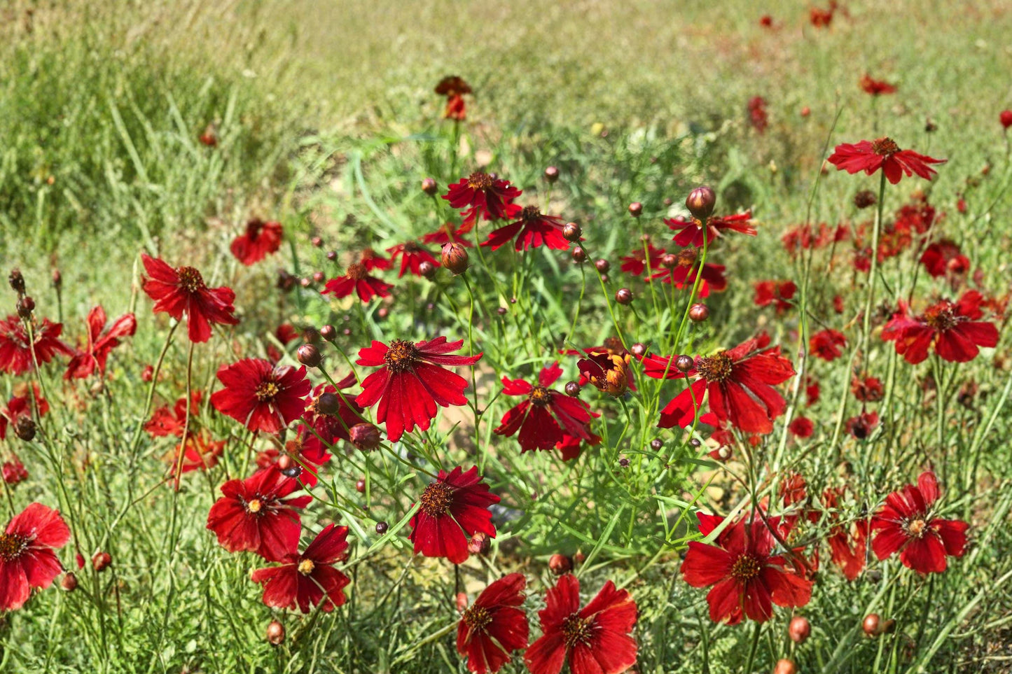 Coreopsis Plains Dwarf Red Seeds – Annual Wildflower for Pollinator Gardens & Borders, Coreopsis tinctoria, 250 Seeds