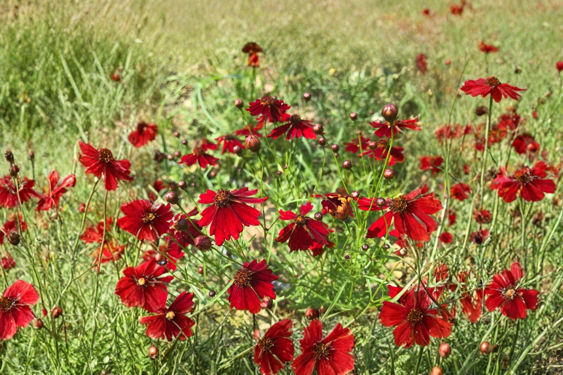 Coreopsis Plains Dwarf Red Seeds – Annual Wildflower for Pollinator Gardens & Borders, Coreopsis tinctoria, 250 Seeds
