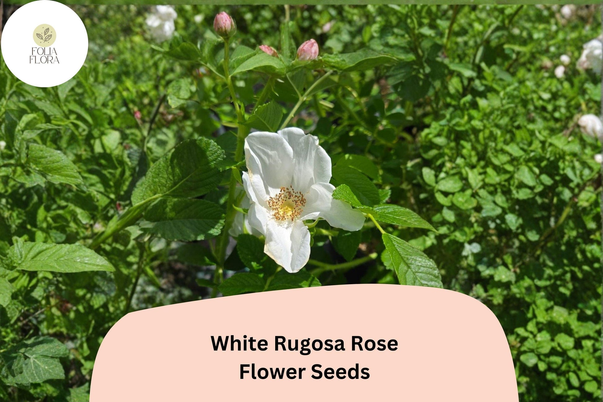 White Rugosa Rose Seeds – Hardy Flowering Shrub for Garden Borders & Landscaping – Rosa rugosa ‘Alba’