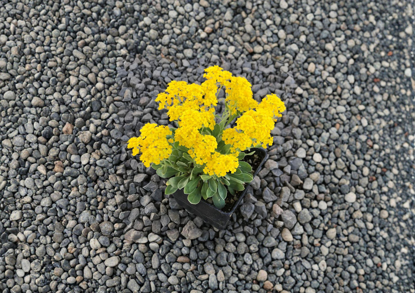 Basket of Gold Seeds – 100 Bright Yellow Spring Flower Seeds for Rock Gardens – Alyssum saxatile, Perennial Groundcover