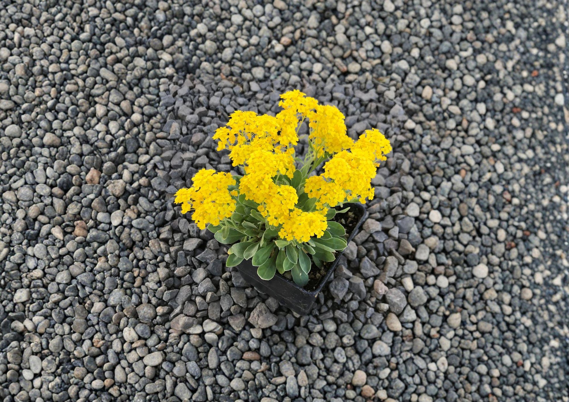 Basket of Gold Seeds – 100 Bright Yellow Spring Flower Seeds for Rock Gardens – Alyssum saxatile, Perennial Groundcover