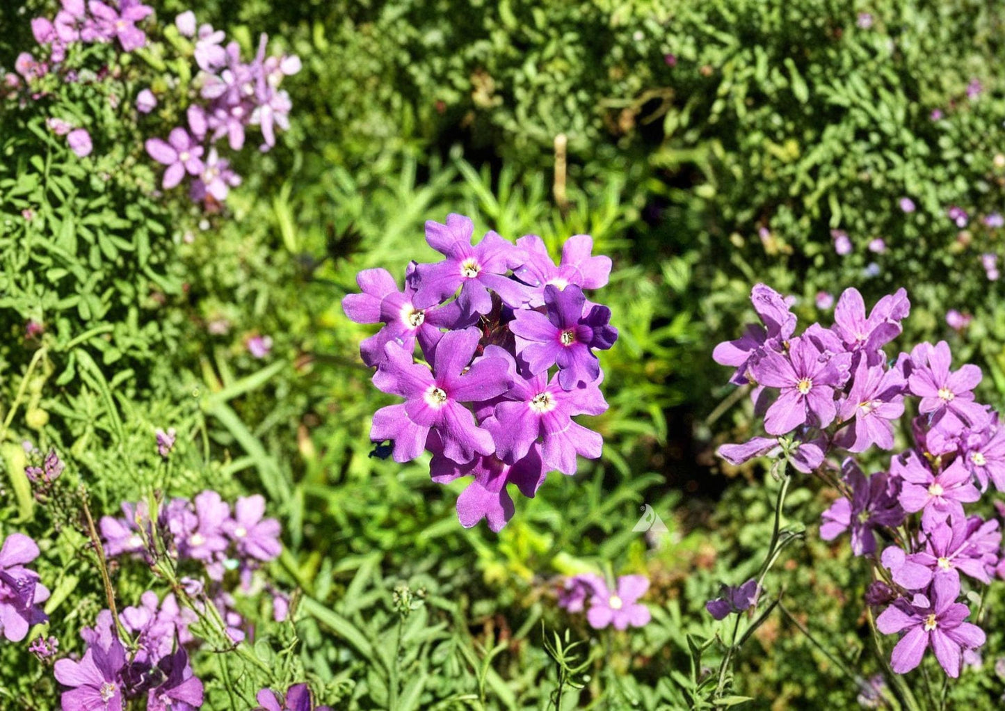 Moss Verbena Seeds – Low Growing Purple Pink Flowering Annual for Groundcover, Borders & Containers (Verbena tenuisecta)