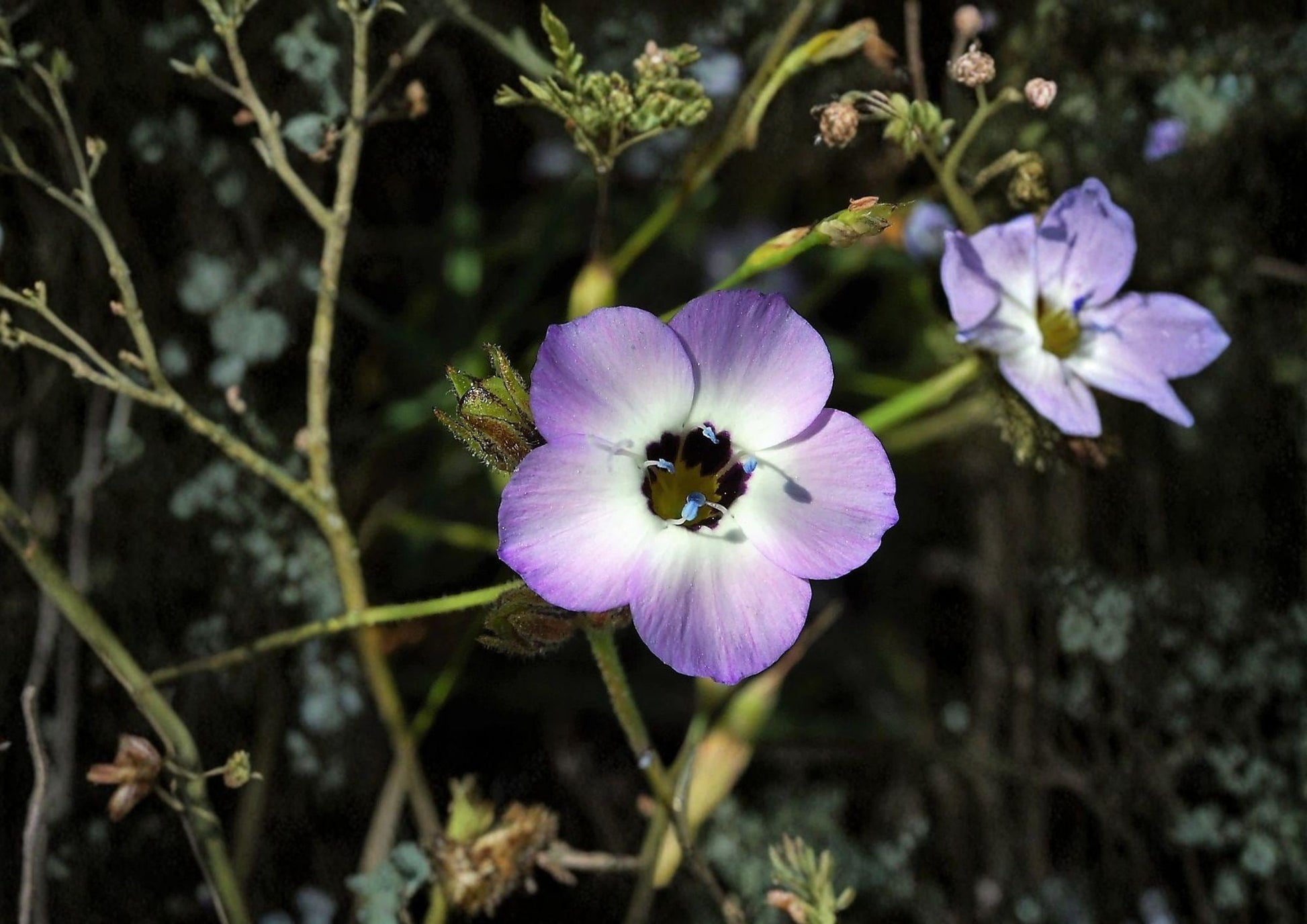 Bird’s Eyes Gilia Seeds – Wildflower Annual for Spring Gardens, Blue Purple White, 100 Count