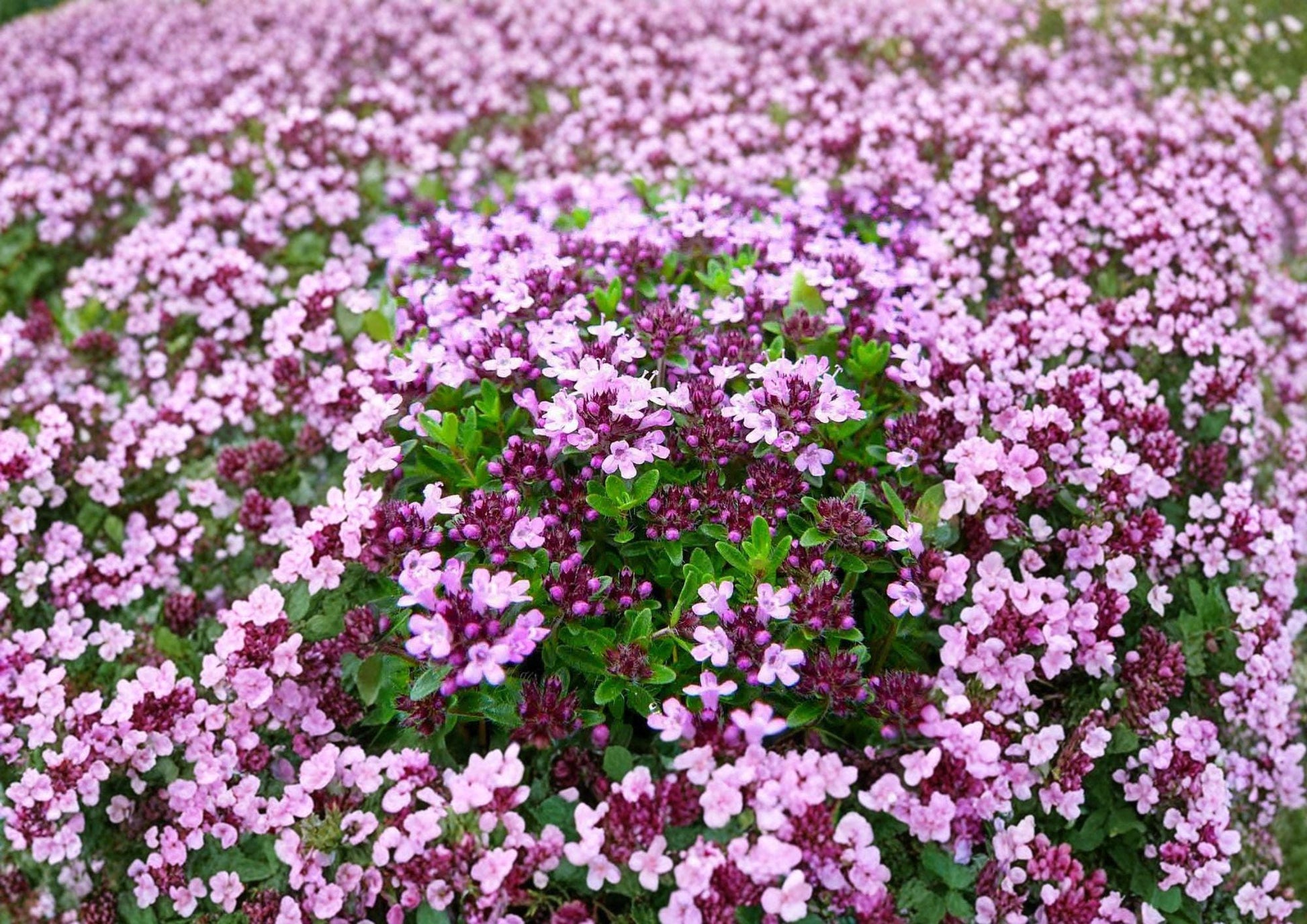 Creeping Thyme Seeds – Thymus serpyllum Groundcover Herb for Rock Gardens, Pathways & Lawns, Fragrant Pink-Purple Blooms, 100 Seeds