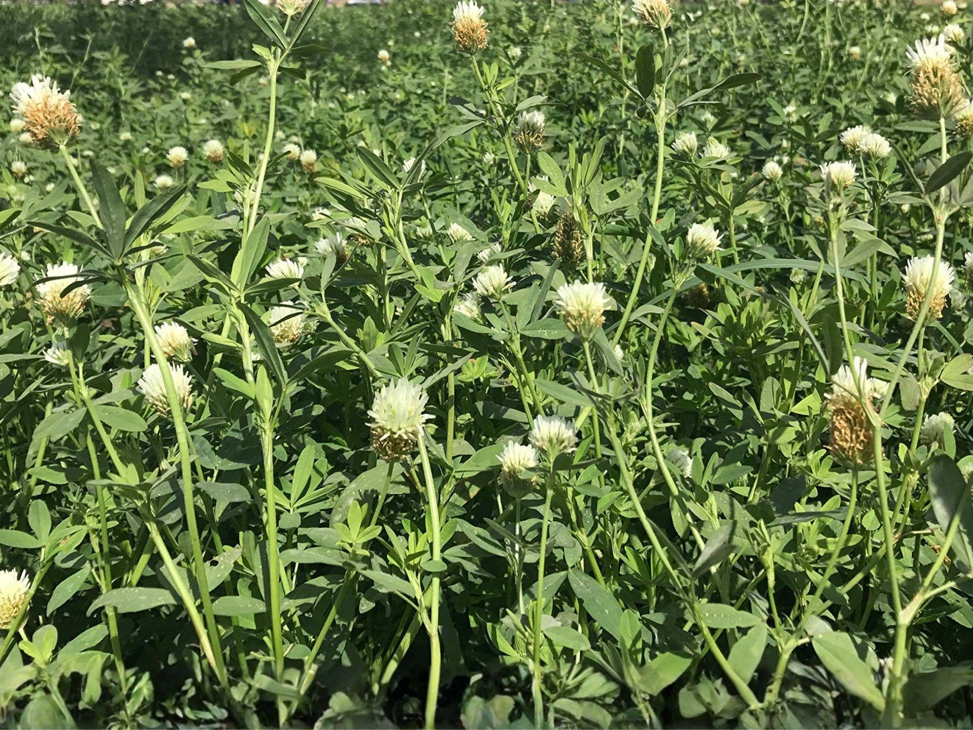 Berseem Clover Seeds | Trifolium alexandrinum | Egyptian Clover, White to Cream Flowers, Annual Green Foliage, Garden & Natural Planting
