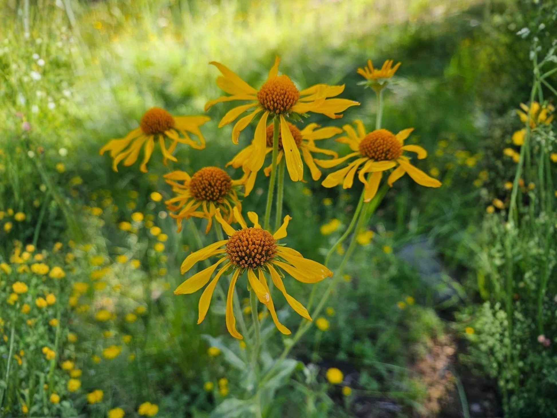 Hymenoxys Hoopesii Seeds – Orange Mountain Daisy Wildflower for Rock Gardens, Prairie, Drought-Tolerant, Native Perennial