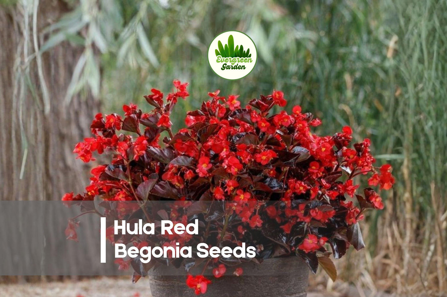 Hula Red Begonia Seeds – Compact Annual Flowering Plant with Bright Red Blooms – Begonia semperflorens, 25+ Seeds