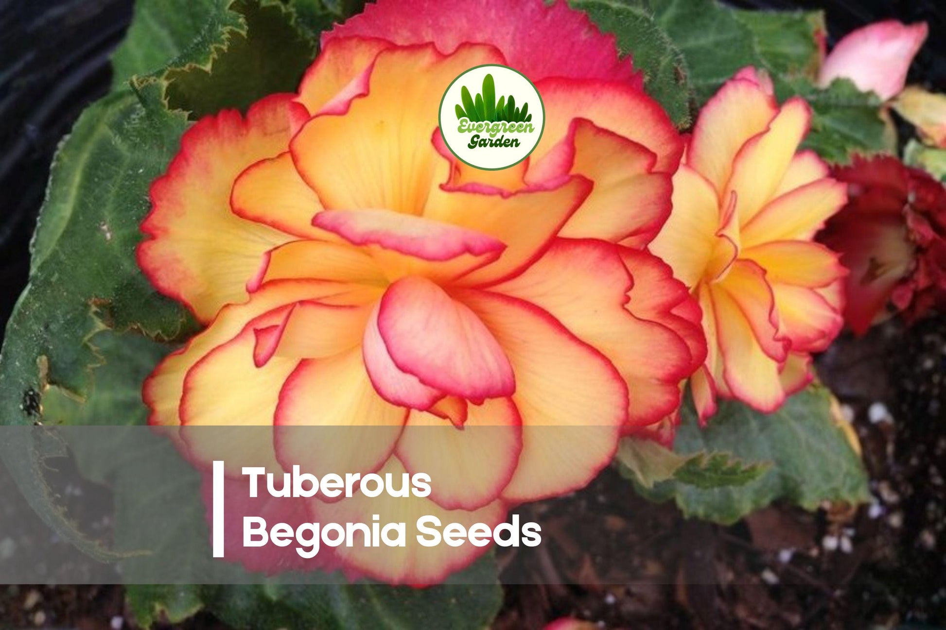 25+ Tuberous Begonia Seeds | Vibrant Double Blooms | Begonia × tuberhybrida for Shade Gardens & Containers