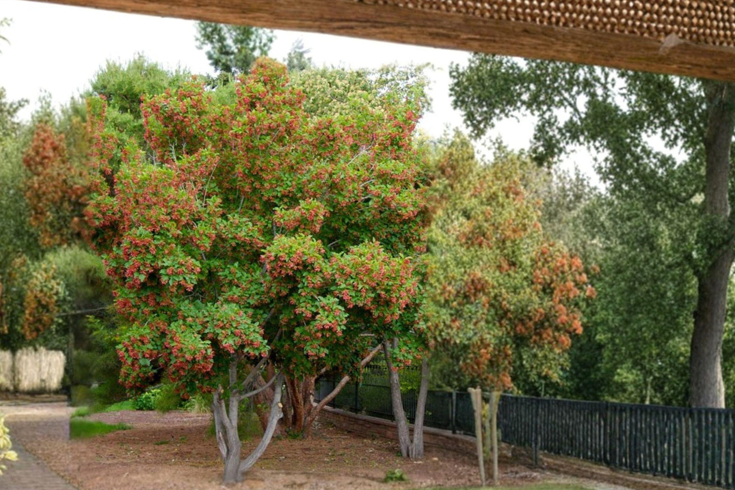 Tatarian Maple Seeds, Acer tataricum, Ornamental Tree with Red Samaras, Autumn Foliage, Hardy Shrub for Gardens and Landscaping