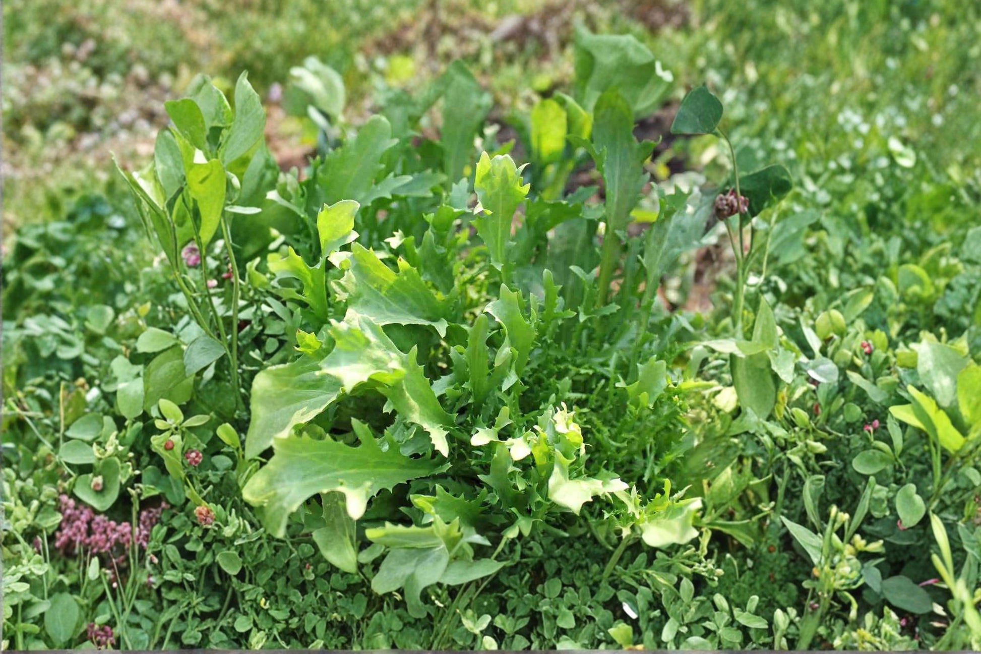 Mizuna Seeds 150 Pack | Japanese Mustard Greens | Fast-Growing Leafy Green | Brassica rapa