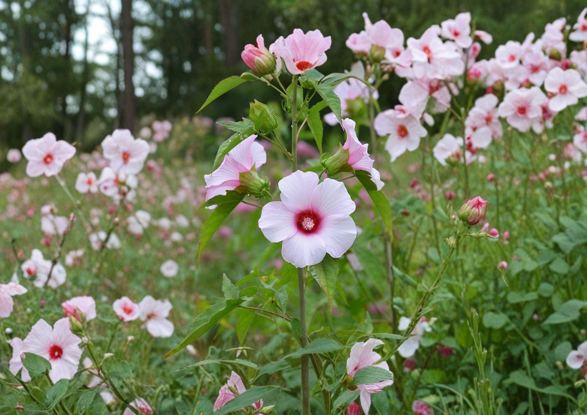 Rose Mallow Hibiscus Seeds – Large Pink Native Wetland Flower Seeds for Moist Gardens & Pollinator Attracting Perennial