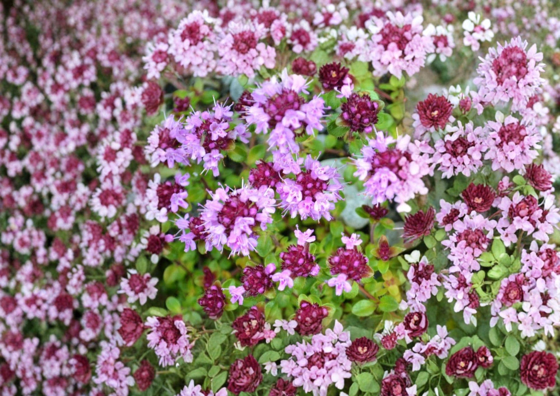 Wild Thyme Seeds – Broad-Leaved Lemon Thyme Herb for Garden, Fragrant Perennial, Pink Purple Blooms, Thymus pulegioides