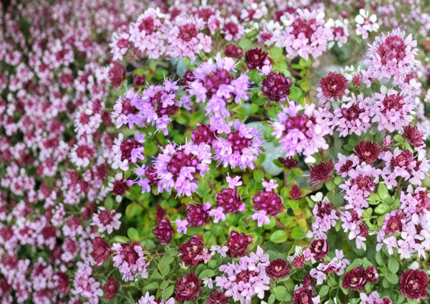 Wild Thyme Seeds – Broad-Leaved Lemon Thyme Herb for Garden, Fragrant Perennial, Pollinator Friendly, Pink Blooms, Thymus pulegioides