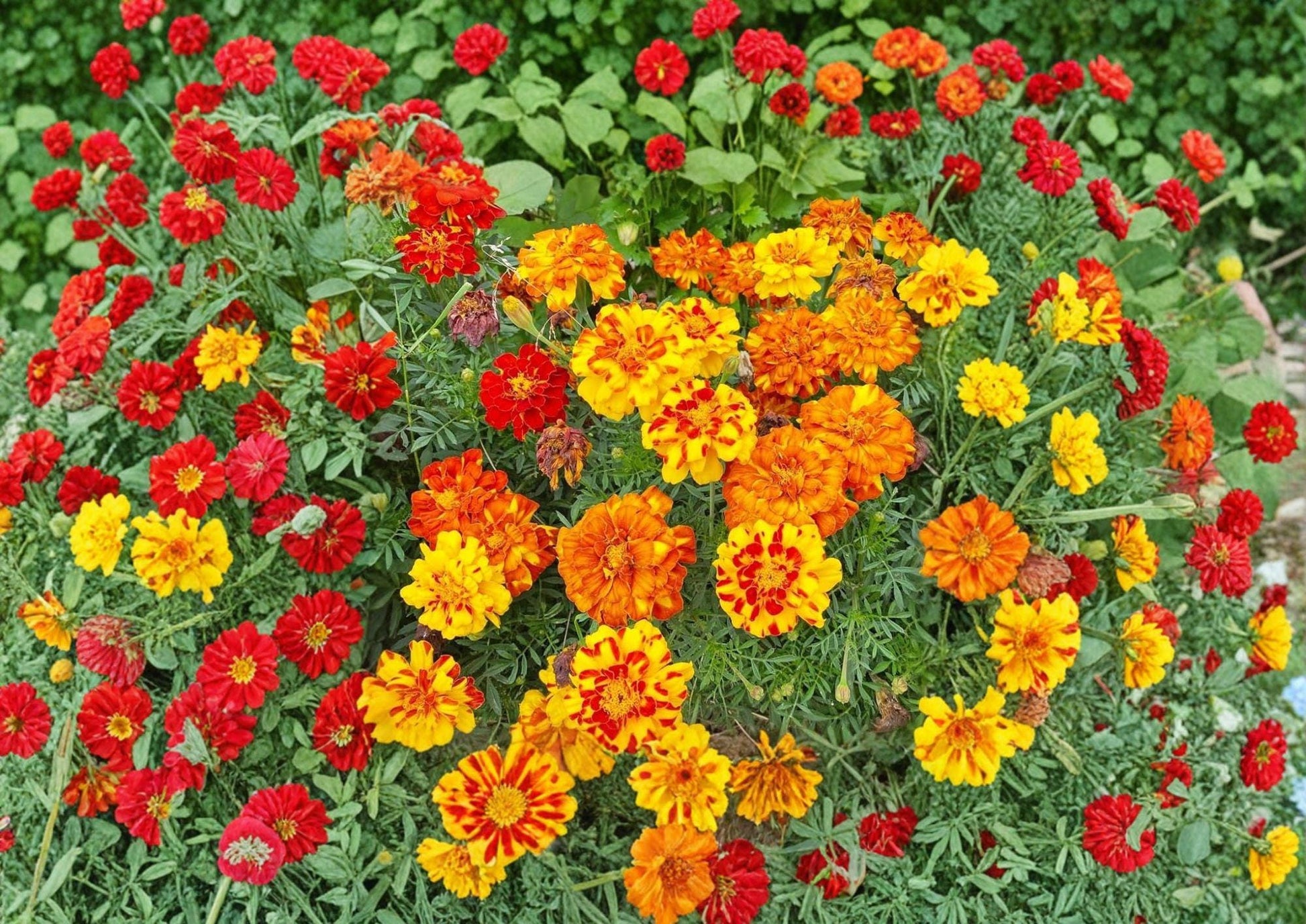 French Marigold Seeds – Sparky Mixture, Double Bloom, Vibrant Red, Orange & Gold, Tagetes patula, Summer Flowers, Pollinator Friendly
