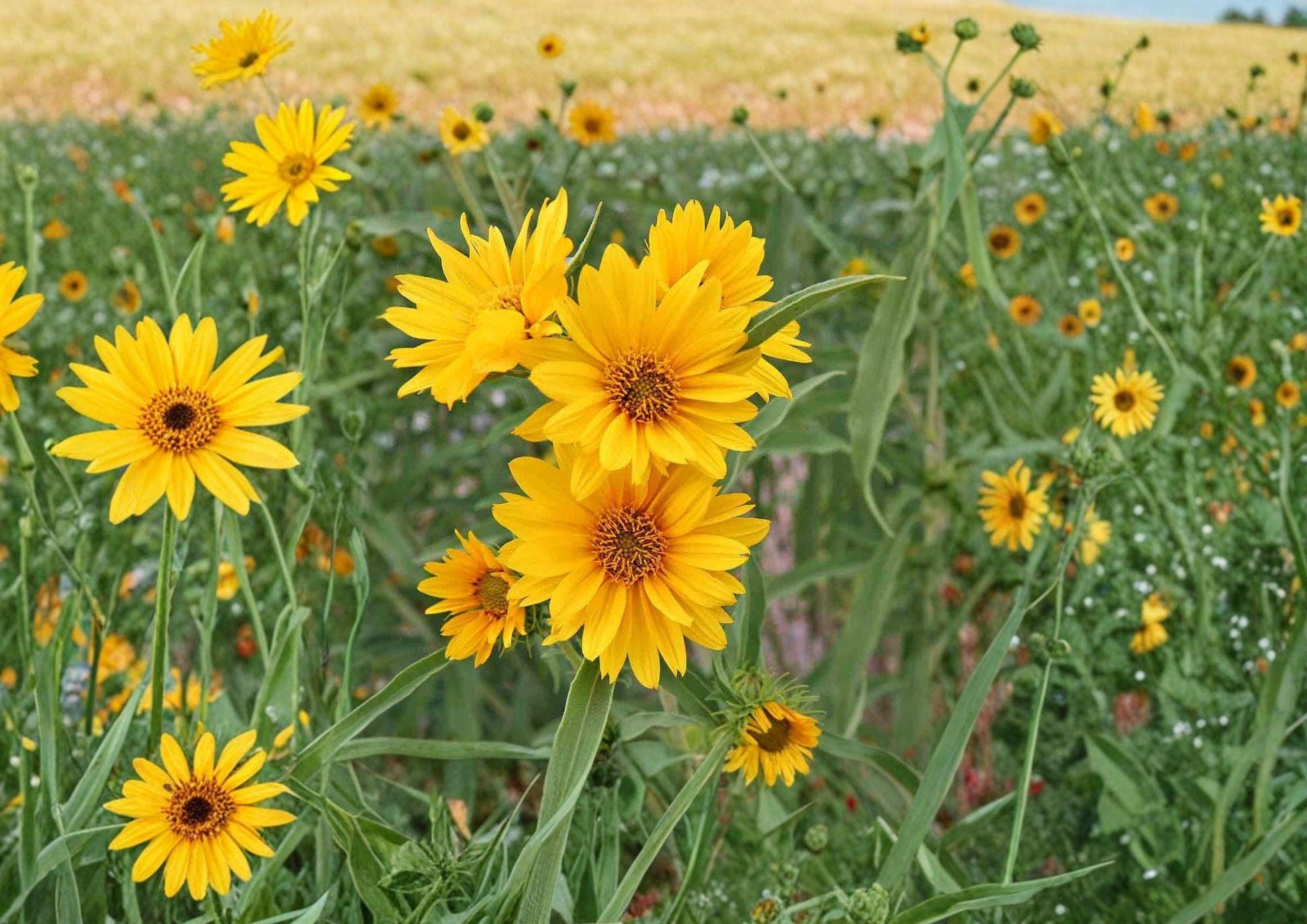 Helianthus maximiliani Sunflower Seeds – Native Tall Perennial with Bright Yellow Blooms for Prairie Gardens & Wildlife