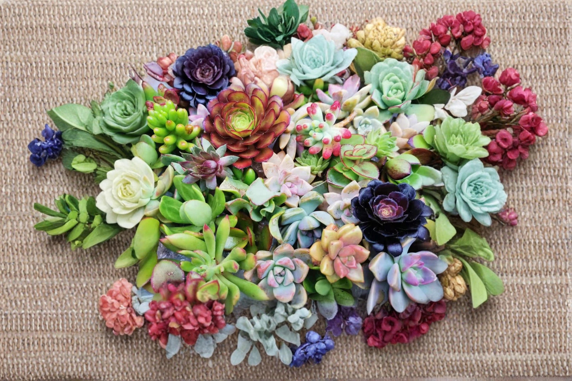 Assorted Succulent Cuttings Collection – 18 Varieties, Unrooted, Drought-Tolerant, Indoor & Container Plants