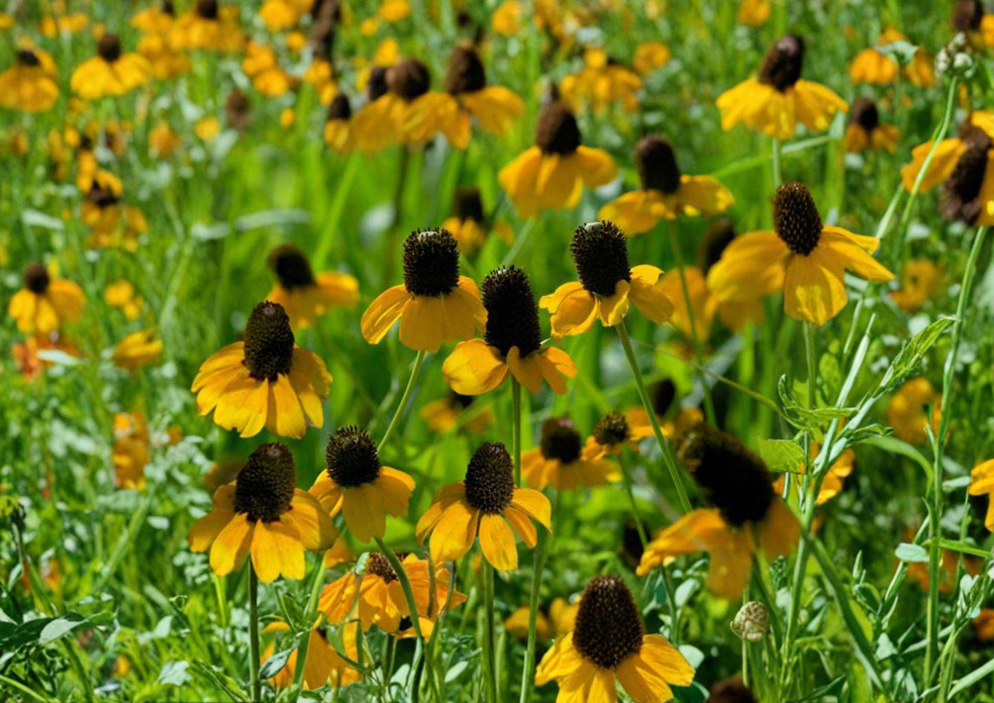 Clasping Coneflower Seeds – Rudbeckia amplexicaulis Native Yellow Wildflower for Meadow Gardens and Borders