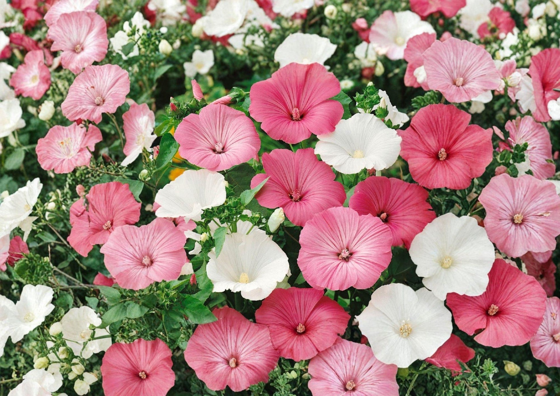 Dwarf Rose Mallow Seeds – Mixed Color Annual Flower Seeds for Summer Garden – Lavatera trimestris Compact Blooming Plant