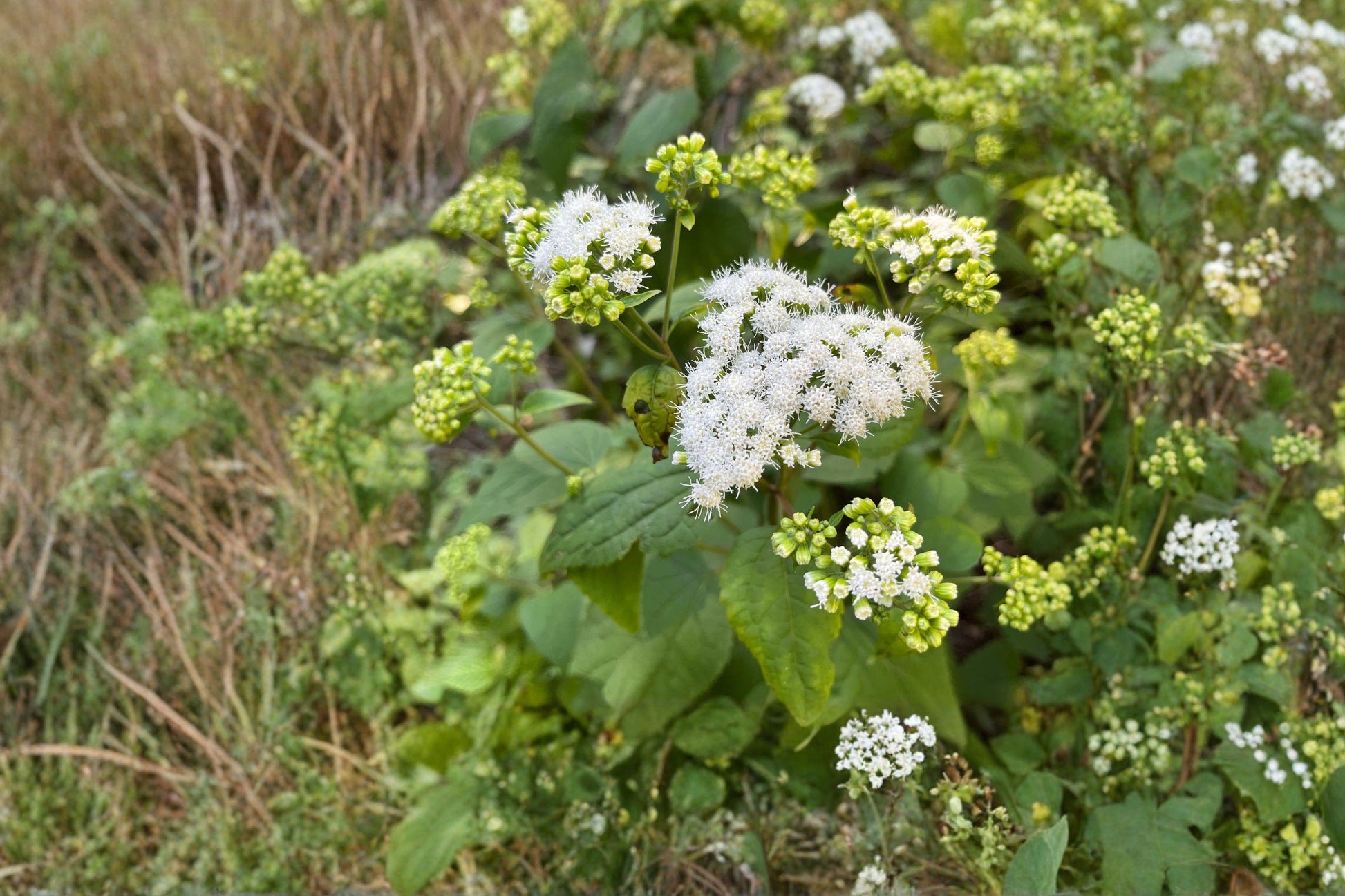 Ageratina altissima White Snakeroot Seeds – Native Shade Wildflower for Woodland Gardens & Pollinator Habitats