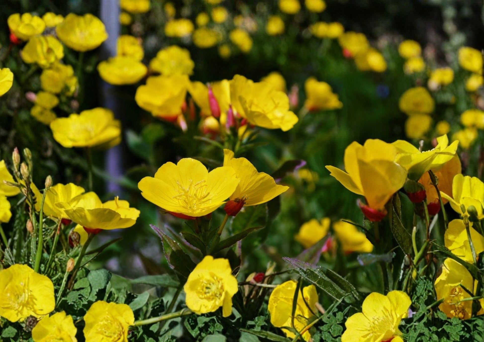 Evening Primrose Seeds – Bright Yellow Night Blooming Flowers, Oenothera Lamarckiana, 200 Seeds for Garden, Wildflower, Pollinator Friendly