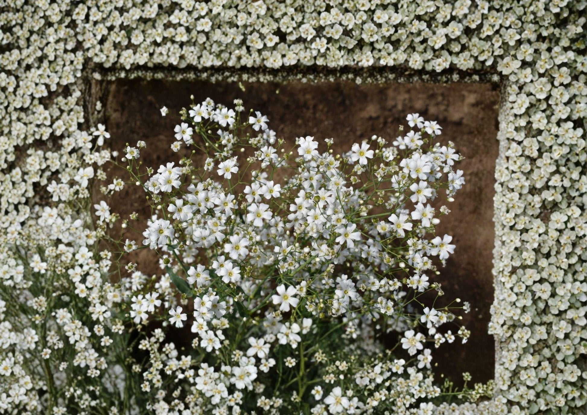 Baby's Breath Covent Garden Seeds – White Annual for Bouquets & Gardens, Gypsophila elegans