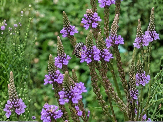 Blue Vervain Seeds – Heirloom Non-GMO Native Wildflower for Pollinator Gardens – Verbena hastata, Violet-Blue Flowers