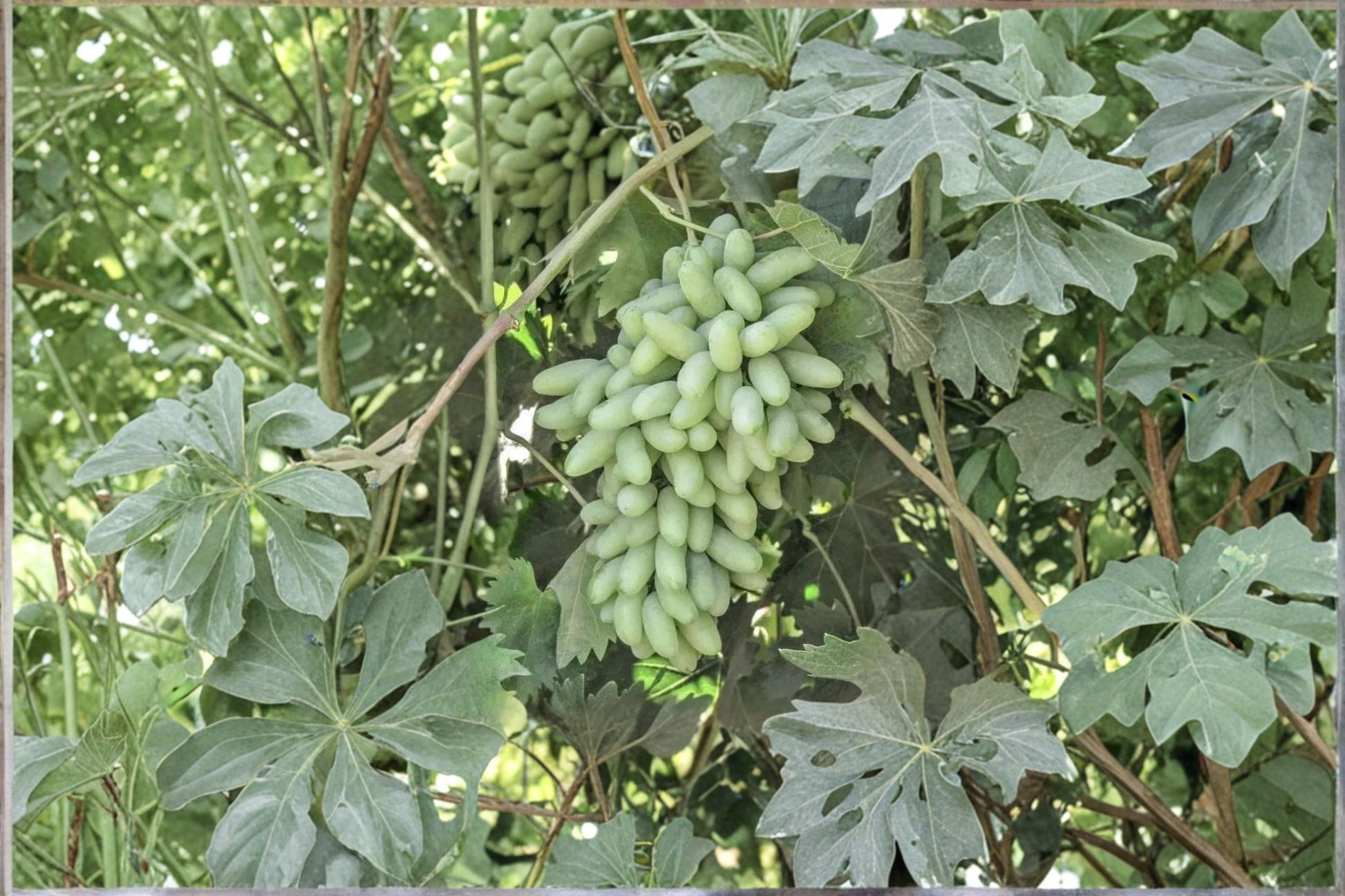Golden Finger Grape Cuttings - Vitis vinifera, Fruiting Vine, Yellow-Gold Grapes, Climbing Vine, Unrooted 6-8 inches