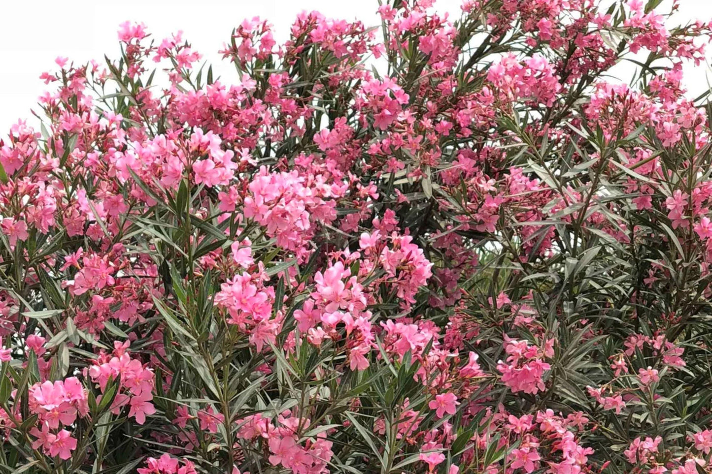 Oleander Seeds - Ornamental Flowering Shrub, Drought Tolerant, Landscape Plant, Nerium oleander, Garden Border Seeds