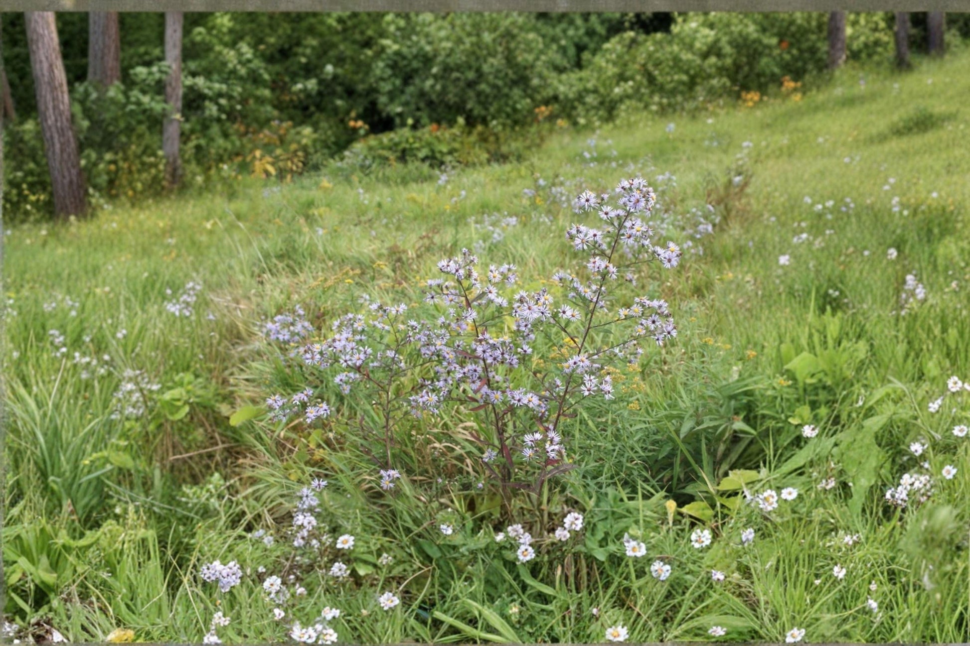 Swamp Aster Seeds 100 Pack | Native Perennial with Bright Purple Blooms | Symphyotrichum puniceum for Wetlands & Rain Gardens