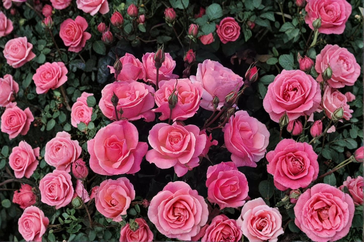 Queen Elizabeth Rose Cuttings 6-8" Unrooted Rosa ‘Queen Elizabeth’ Hybrid Tea Flowering Shrub