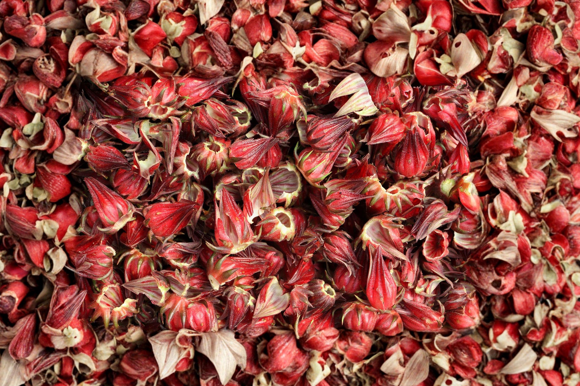 Roselle Seeds | Hibiscus sabdariffa | Edible Sour Leaves & Bright Red Calyces | Tropical Herbal Tea Plant