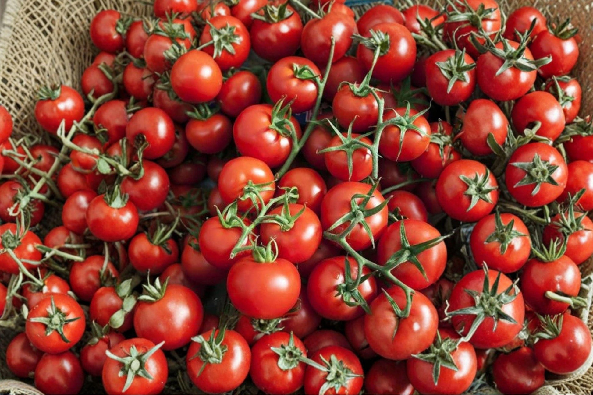 Heirloom Small Sweet Cherry Tomato Seeds – Non-GMO Vegetable Garden Plant for Containers & Raised Beds