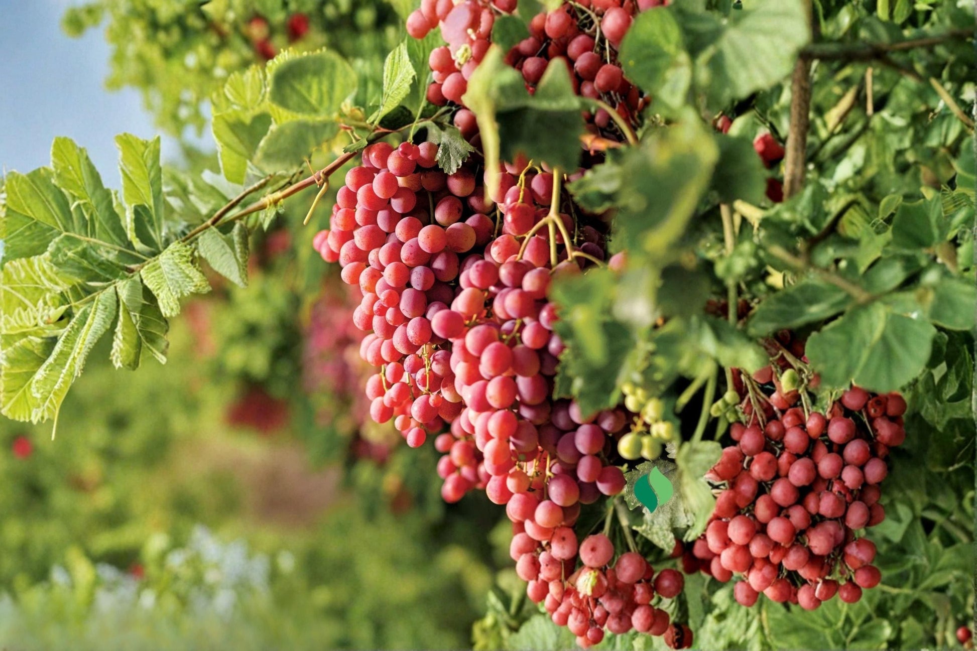 Live Grape Vine Plant – Suok Grape (Vitis vinifera) 1-2 FT Fruiting Climbing Vine for Garden or Vineyard