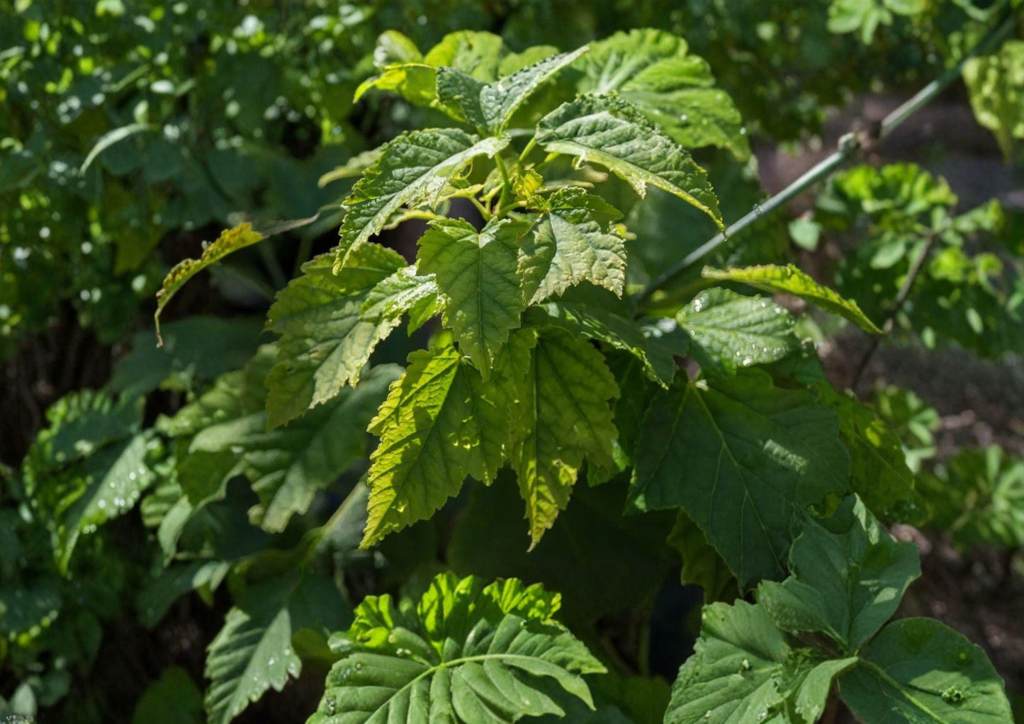 Green Barked Maple Tree Seeds – Striped Bark Acer grosseri for Ornamental Landscaping and Autumn Foliage