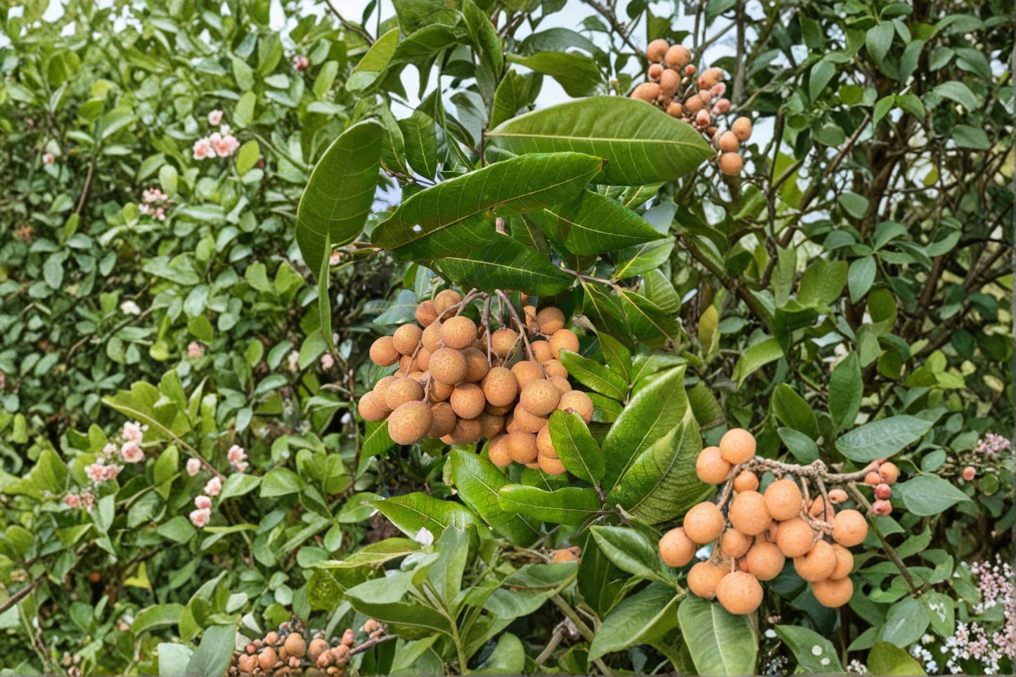 Kohala Longan Fruit Tree Seeds – Tropical Dimocarpus longan for Home Orchard and Garden
