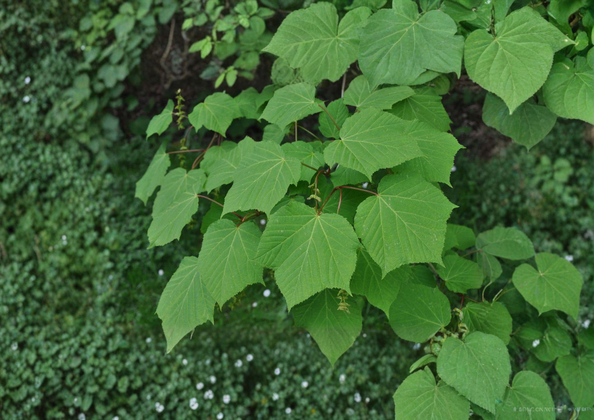 Manchurian Striped Maple Tree Seeds – Ornamental Snake Bark, Green & White Stripes, Acer tegmentosum