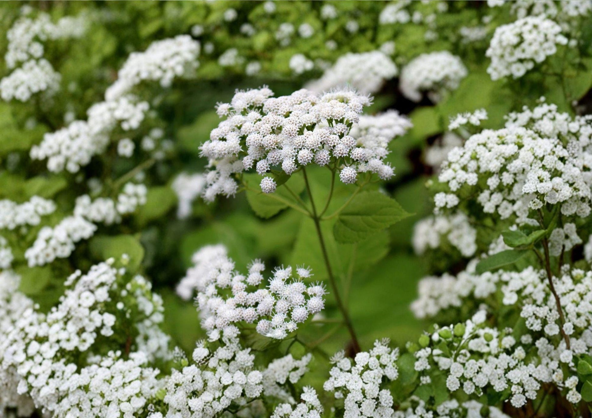 White Snakeroot Seeds – Hardy Shade Perennial Wildflower for Woodland Gardens – Ageratina altissima Native North American Plant