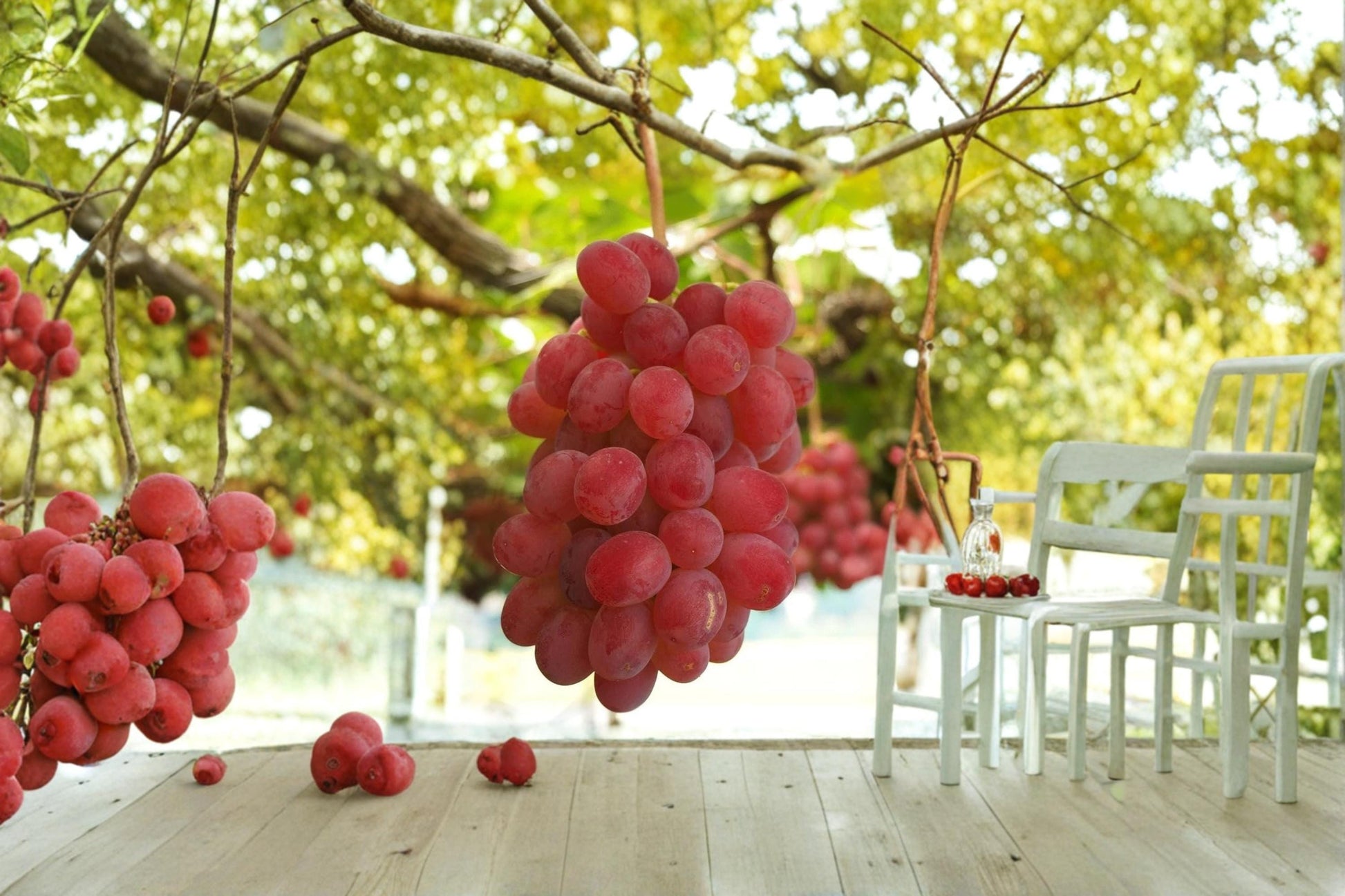 Kaiji Grape Live Plant – Vitis vinifera, Fruiting Vine, 1-2 FT, Table Grape, Climbing Vine for Garden or Vineyard