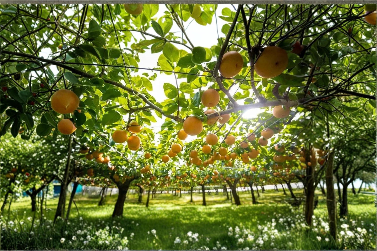Japanese Pear Cutting 6-8" Pyrus pyrifolia Nashi Pear Fruit Tree Unrooted for Grafting