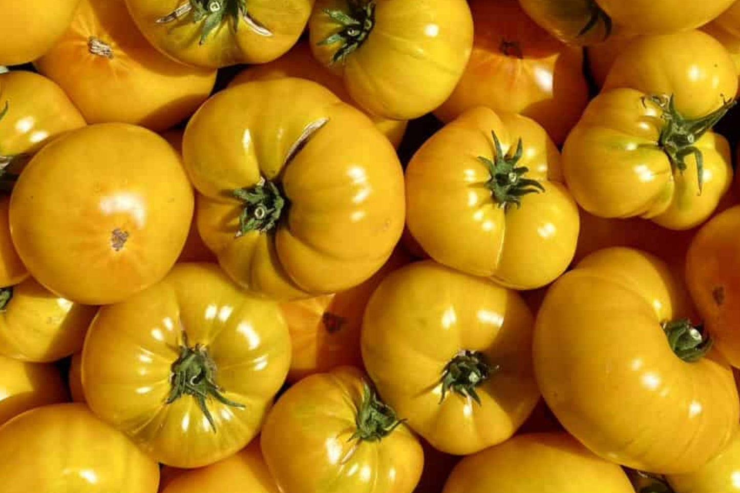 Yellow Brandywine Tomato Seeds – Heirloom Non-GMO Vegetable Seeds for Large Golden-Yellow Beefsteak Tomatoes