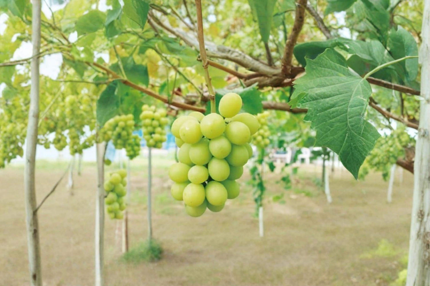 Shine Muscat Grape Cuttings – Dormant Vitis vinifera with Large Light Green, Aromatic Muscat Flavor