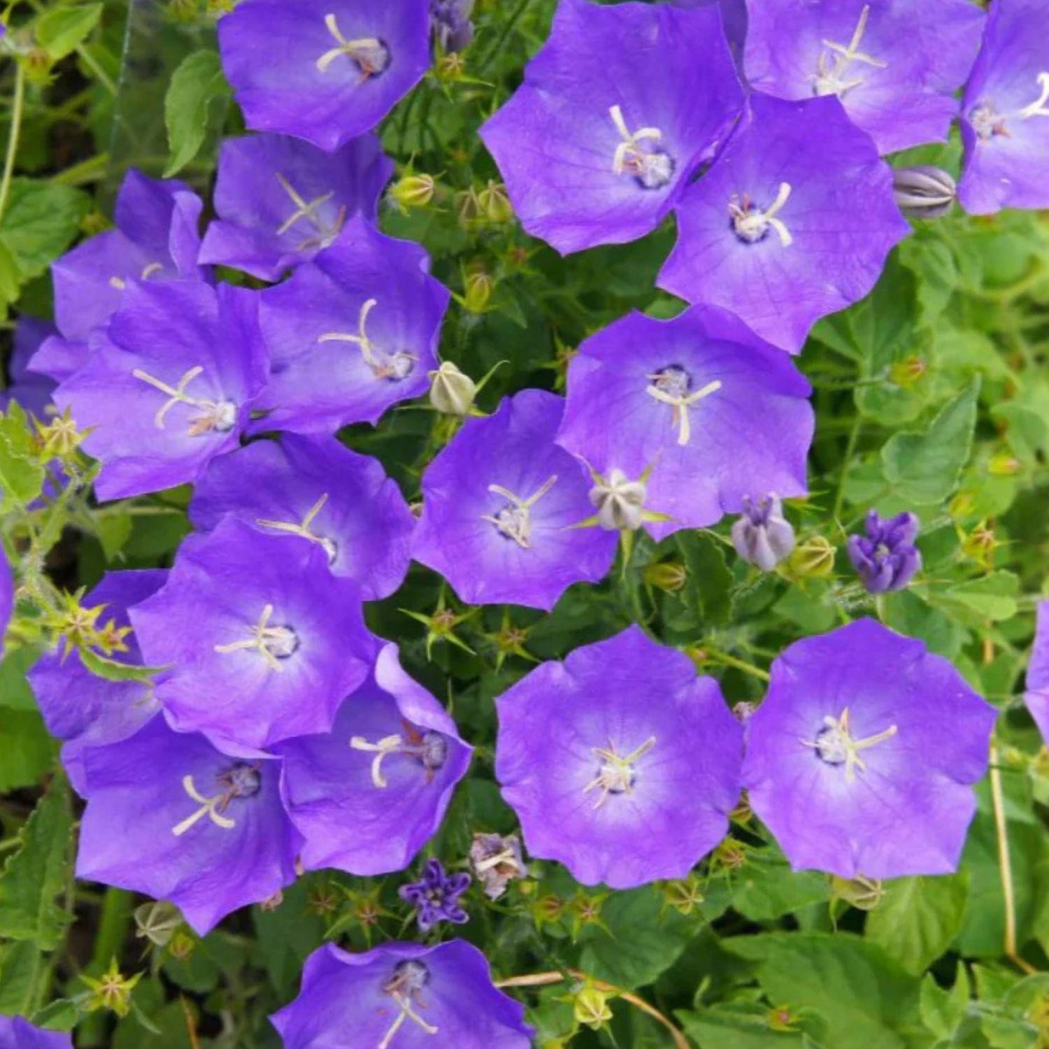 Tussock Bellflower Seeds 100 Pack, Campanula carpatica, Blue Violet Perennial for Rock Gardens & Borders