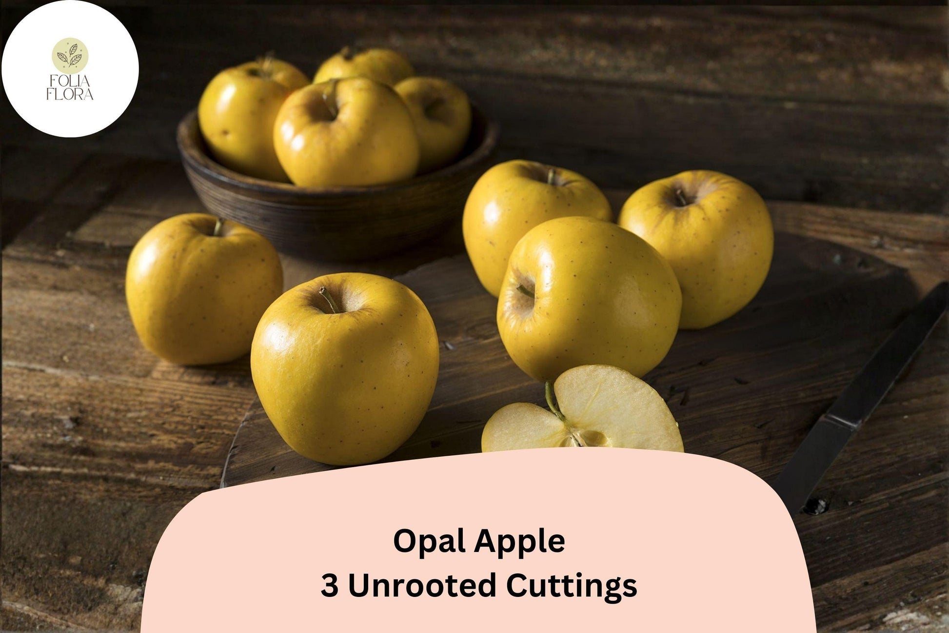 Opal Apple Tree Cuttings – 3 Fresh Propagation Grafting Fruit Tree Malus domestica ‘Opal’