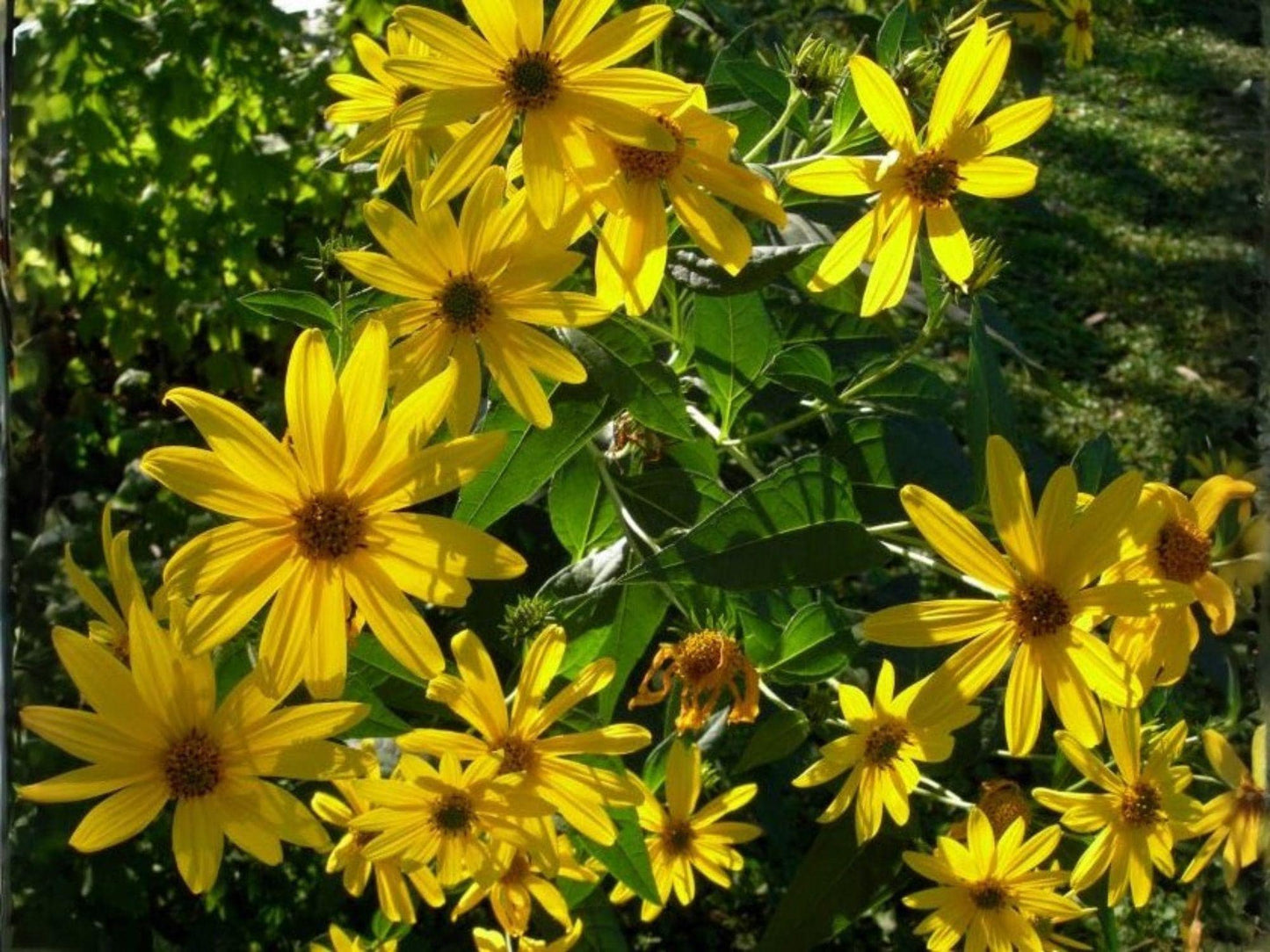 Helianthus Nuttallii Seeds – Marsh Sunflower Native Perennial for Pollinator Gardens & Rain Gardens