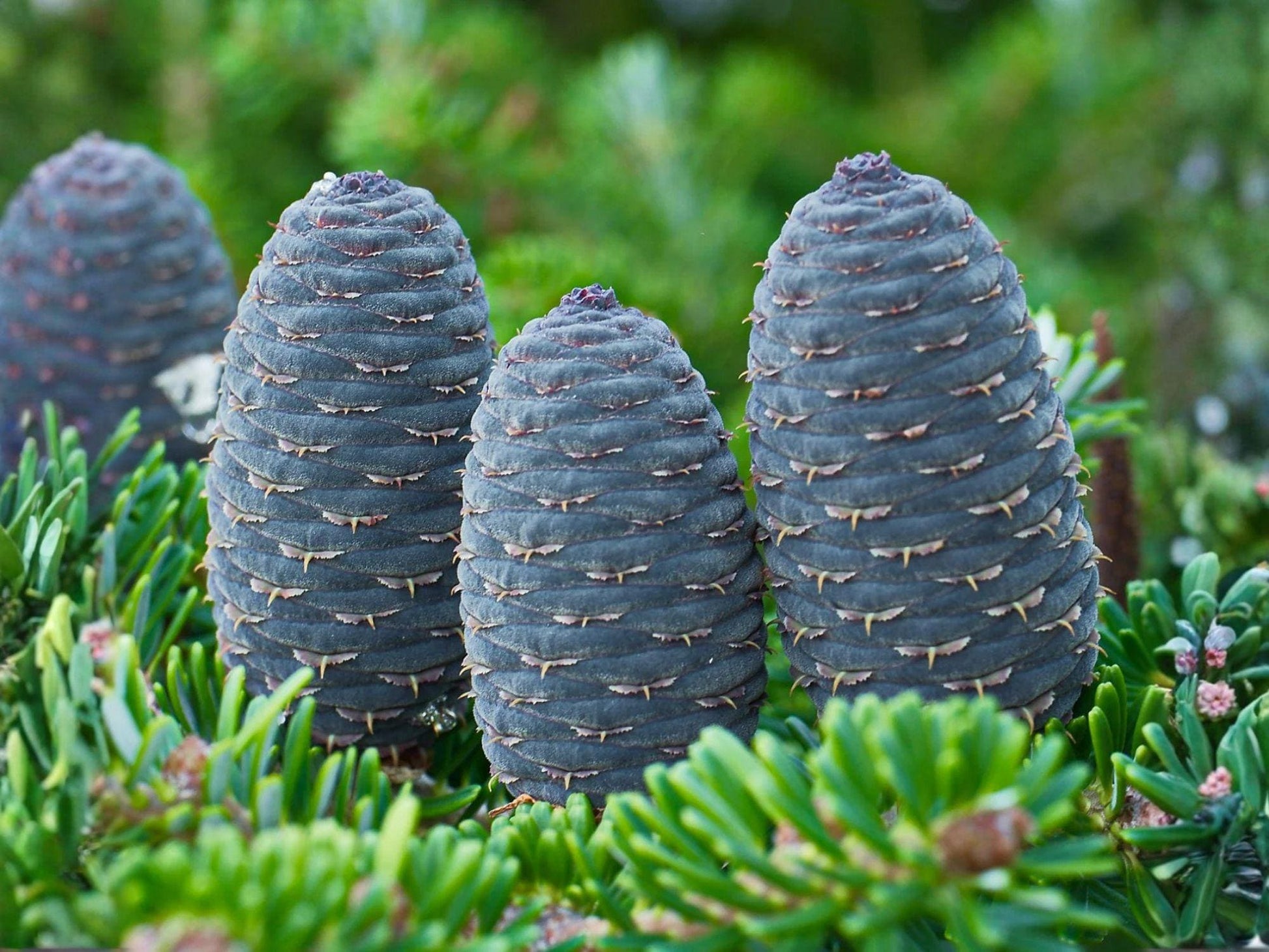 Abies alba European Silver Fir Tree Seeds – Evergreen Conifer for Landscape, Reforestation & Christmas Tree