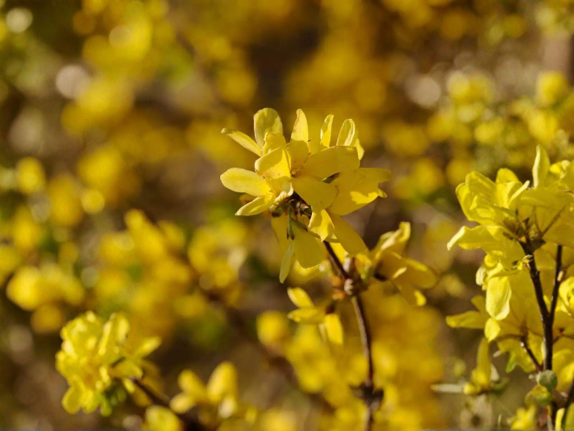 Forsythia Suspensa Seeds – Golden Bell Weeping Forsythia Early Spring Yellow Flowering Shrub, Deciduous Garden Plant