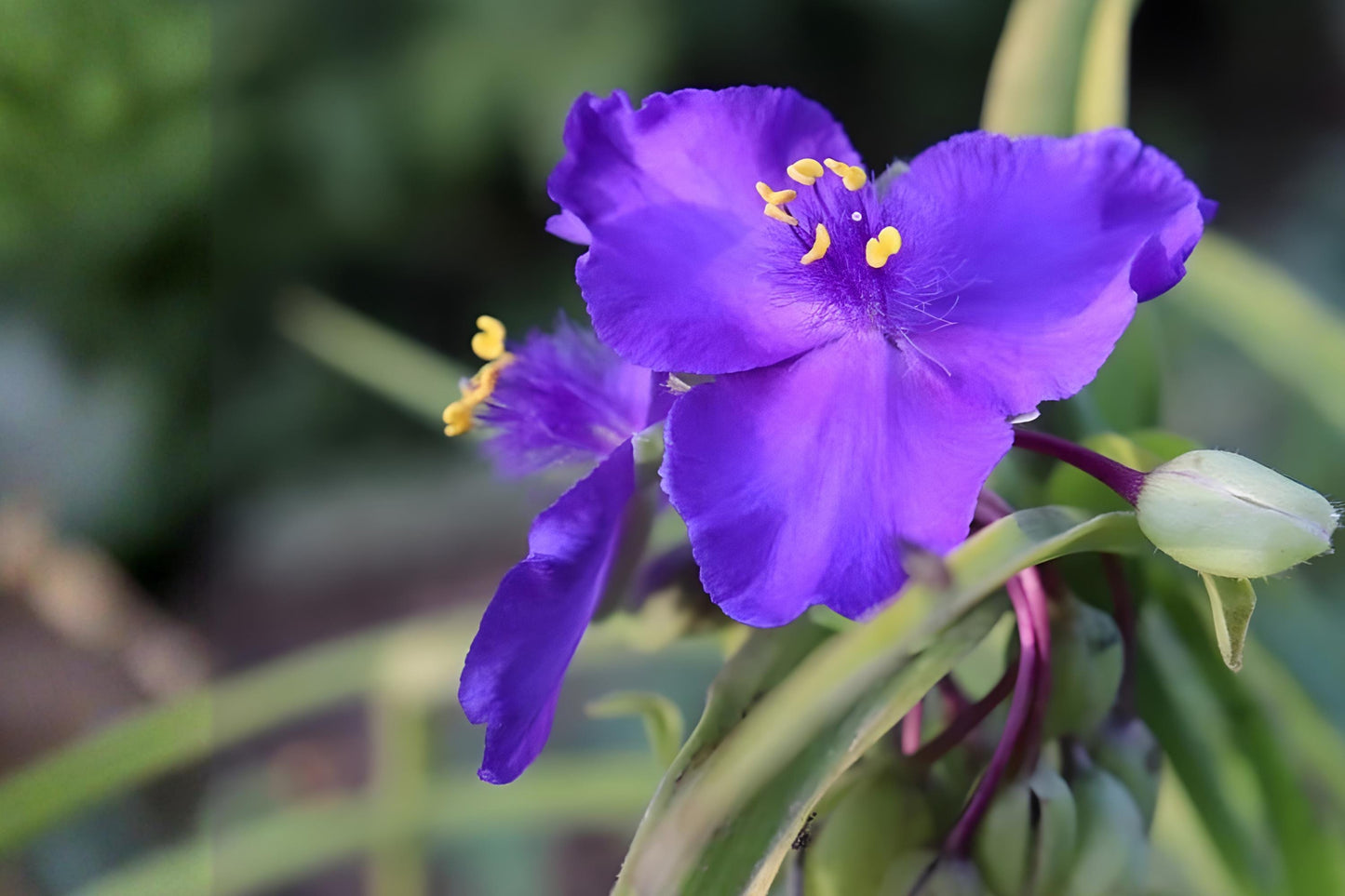 Prairie Spiderwort Seeds 150 | Native Tradescantia bracteata for Sunny Gardens & Pollinator Habitats