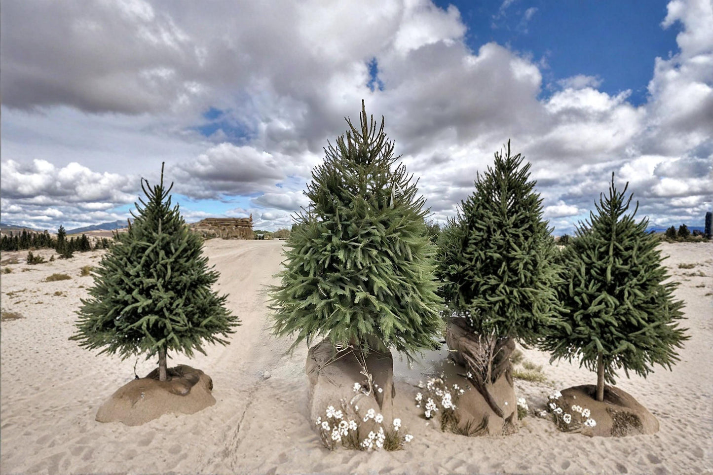 Norway Spruce Live Plants 2-3 ft Tall | Evergreen Conifer Tree Picea abies for Landscaping & Privacy Screening